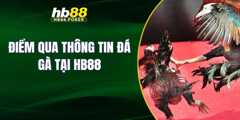 đá gà 1 Điểm qua thông tin đá gà tại HB88
