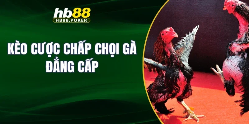 đá gà 2 Kèo cược chấp chọi gà đẳng cấp