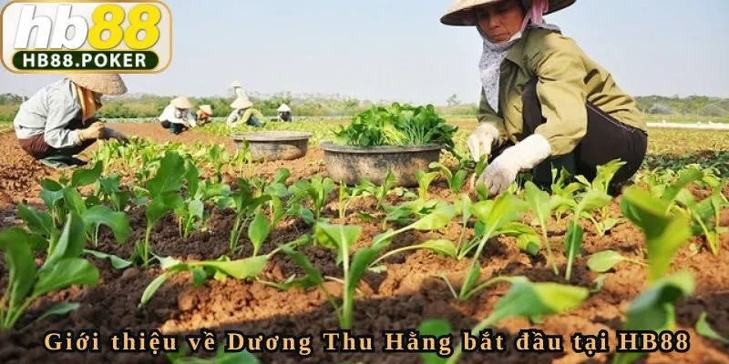 Giới thiệu về Dương Thu Hằng bắt đầu tại HB88
